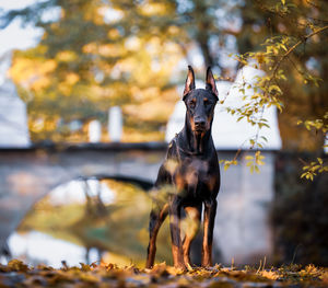 Portrait of dog standing on tree during autumn