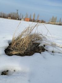 Plants on snow covered field against sky