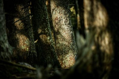 Close-up of tree trunk in forest