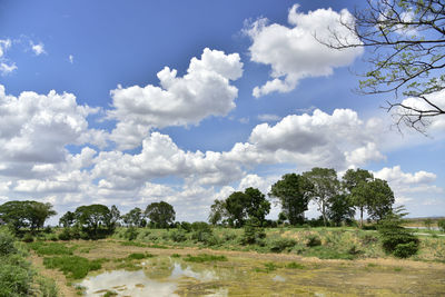 Trees on field against sky