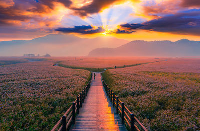 The beauty of the morning sunshines on the fields at suncheon bay, south korea
