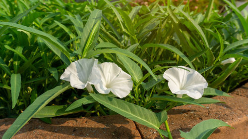 Close-up of white flowering plants on field