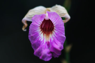 Close-up of purple flower blooming against black background