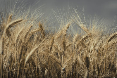 Close-up of wheat growing on field against sky