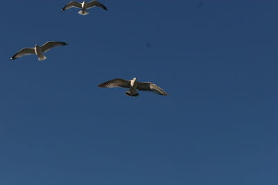 Low angle view of seagulls flying