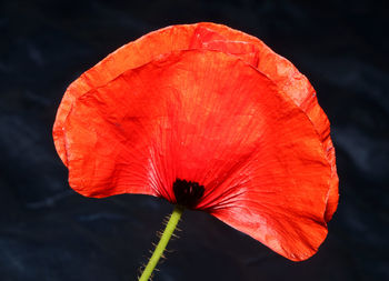 Close-up of red hibiscus flower