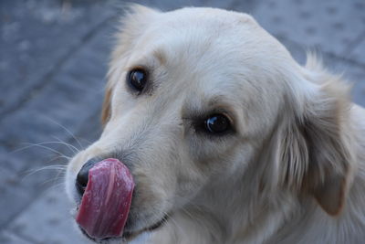 Close-up portrait of dog sticking out tongue