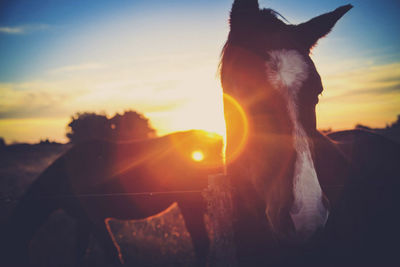 View of a horse at sunset