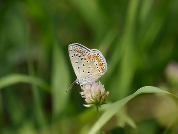 Close-up of butterfly pollinating on clover