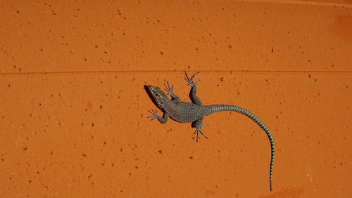 Close-up of lizard on wall