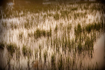 Plants growing in water