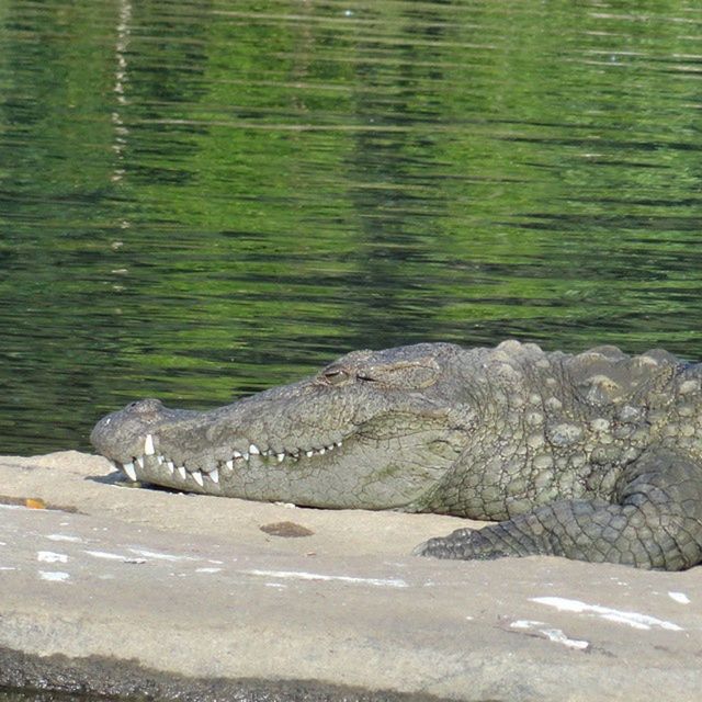 animal themes, animals in the wild, one animal, wildlife, water, rock - object, nature, reptile, bird, day, outdoors, swimming, zoology, no people, side view, sea, two animals, beauty in nature, lake, full length