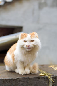 Close-up portrait of cat