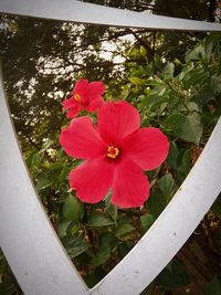 High angle view of pink flowering plant