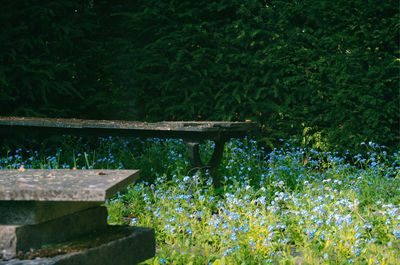 Flowering plants and trees on field in forest