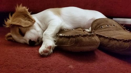 Close-up of dog lying on blanket