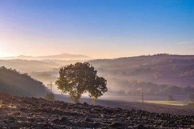 Trees on landscape against sky during sunset