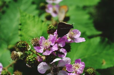 Close-up of honey bee on purple flower