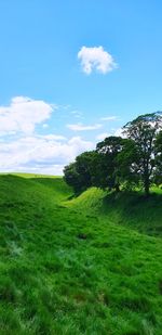 Scenic view of grassy field against sky