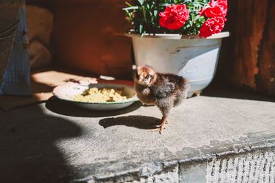 Close-up of young chicken