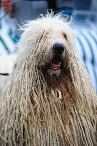 Close-up portrait of dog