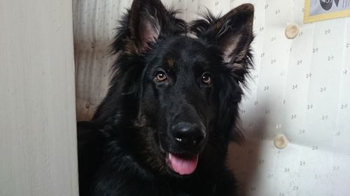 Portrait of black dog at home