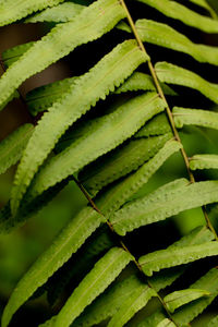 Full frame shot of green leaves