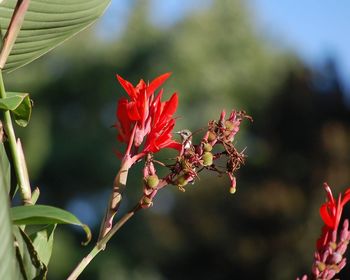 Close-up of red flower
