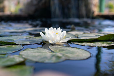 Close-up of water lily in pond