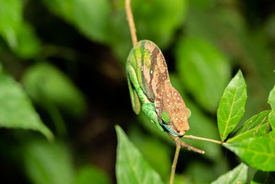 Close-up of butterfly on leaf