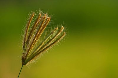 Close-up of plant against blurred background