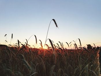 Wheat field against clear sky during sunset