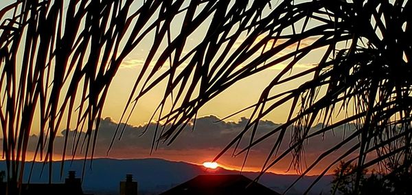 Low angle view of silhouette trees against romantic sky