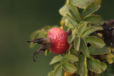 Close-up of strawberry growing on plant