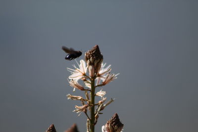 Low angle view of flowering plant against clear sky