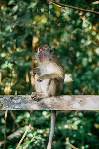 Monkey sitting on tree