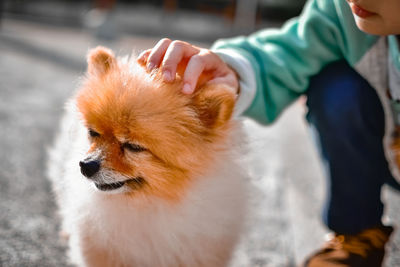 Dog looking away outdoors