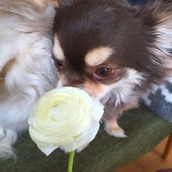 Close-up of chihuahua dog smelling white rose flower