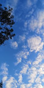 Low angle view of trees against blue sky