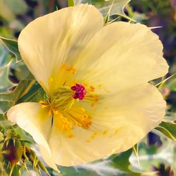 Close-up of yellow flower blooming outdoors