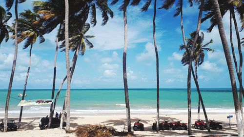 Palm trees on beach against sky