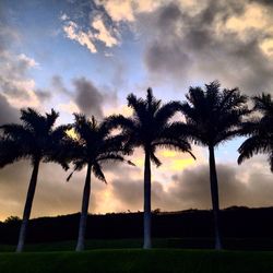 Palm trees against cloudy sky