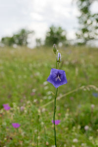 Close-up of purple flowering plant on field