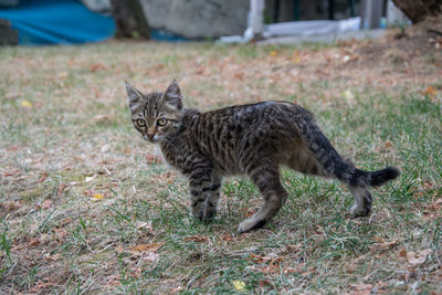 Portrait of a cat on field