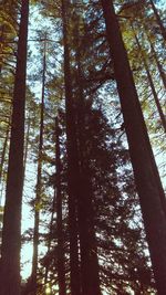 Low angle view of trees in forest