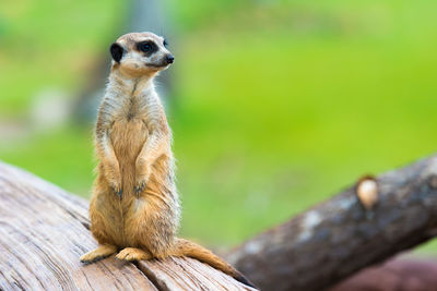 Meerkat standing on wood at zoo