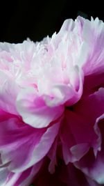 Close-up of pink flower blooming outdoors
