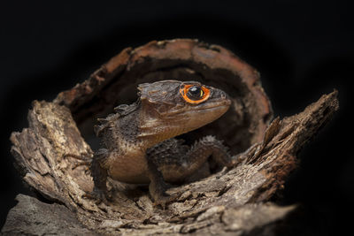 Close-up of lizard on wood against black background