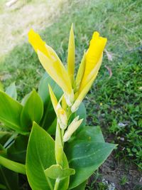 Close-up of yellow flowering plant