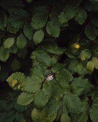 High angle view of green leaves